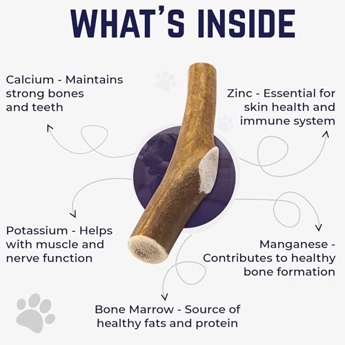 Devil Dog Pet Co. Elk Antlers for Dogs, Natural Dog Chew for Aggressive Chewers - Long Lasting and Odor Free - USA Sourced - Cleaner Teeth, Anxiety & Boredom Relief - Whole Medium 5"+ - Antler Bone