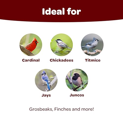 Kaytee Songbird Wild Bird Seed Food, Blended for Grosbeaks, Chickadees, Titmice, Cardinals, Nuthatches & More, 7 Pounds