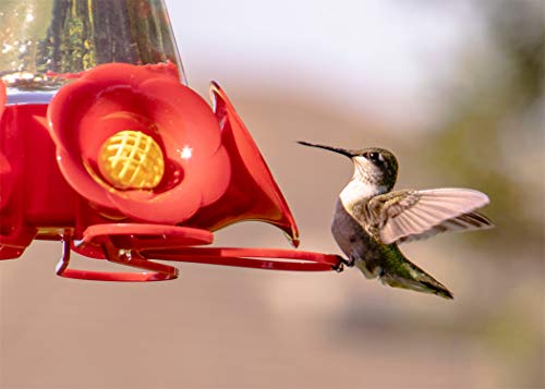 Hummingbird Nectar Food Concentrate Makes 64 oz
