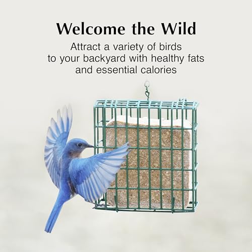 C&S High Energy Delight No Melt Suet Dough, Suet Cakes for Wild Birds Including Woodpeckers, Nuthatches, Chickadees and More, Pack of 8