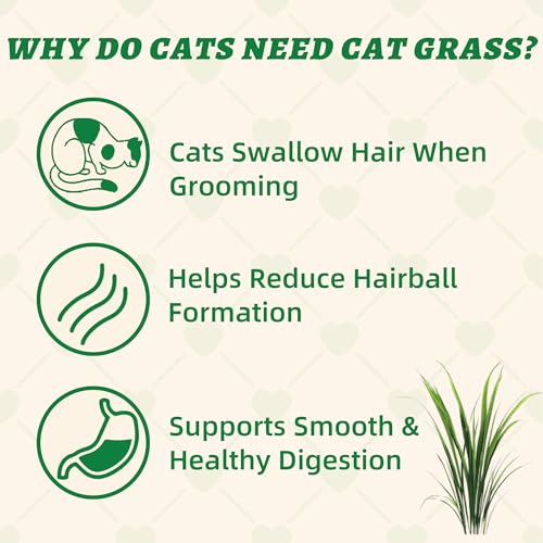 Wellix 13.05oz Cat Grass Treats with Catnip & Salmon - Healthy Cat Treats for Indoor Cats - Hairball Control & Digestive Support - Kittens Training Snacks for Teeth Cleaning