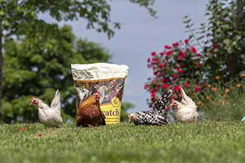 Manna Pro Ultimate Chicken Scratch Feed, Nutrient-Rich Scratch Grain Treat for Chickens and Poultry, Natural Multigrain Blend for Backyard Flocks and Laying Hens, Made in USA, 10 lb Bag