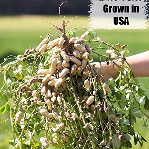 Old Potters Organic Shelled Peanuts, 10 lbs for Birds and Squirrels. USA Grown Non-GMO, Raw, Wildlife Grade