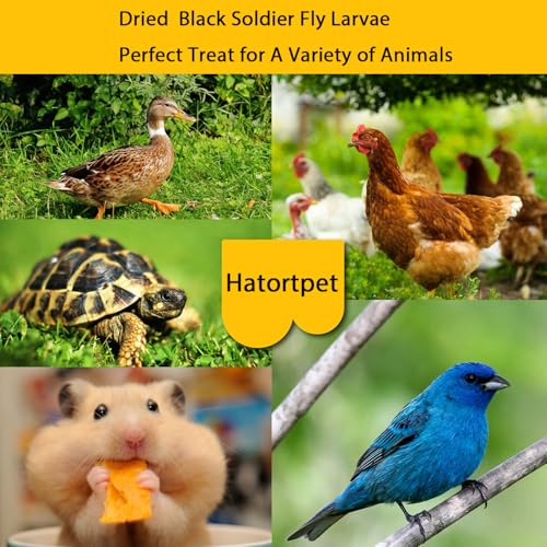 Dried Black Soldier Fly Larvae 10LB-Pure Natural Non-GMO BSF Larvae for Chickens-More Calcium Than Mealworms High-Protein Chickens Treats for Layer Hens Wild Birds Ducks