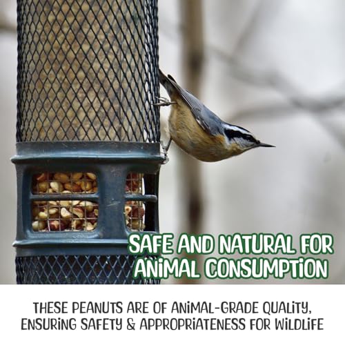 Sneaky Mango - Raw Peanuts in Shell - 10 Pounds – All-Natural Food for Squirrels, Deer, Birds, and Other Wildlife Animals – Grown in the USA for Healthy Nutrition