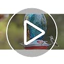 Muse Garden Glass Humming Bird Feeders for Outdoors - 27OZ Blown Glass Hummingbird Feeder - Unique Gift Mom Women Grandparents, Outdoors Hanging Garden Decor, Includes Ant Moat & Brush, Red Swirl