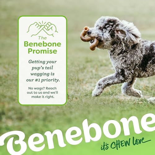 Benebone Tripe Bone Durable Dog Chew Toy for Aggressive Chewers, REAL Beef, Made in USA, Medium