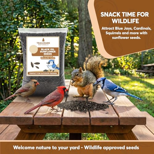 3 LB Black Oil Sunflower Seeds for Birds – Premium Wildlife & Bird Food – Grown in USA - Non-GMO - Black Oil Sunflower Seeds for Wild Birds and Backyard Feeders
