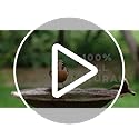 Microbe-Lift Bird Bath Clear Two-in-One Water Cleaner – 4 Oz – Safe for Birds, Fish & Frogs – Cleans Outdoor Birdbaths & Fountains – Natural Formula, Prevents Stains & Cloudiness