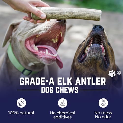 Devil Dog Pet Co. Elk Antlers for Dogs, Natural Dog Chew for Aggressive Chewers - Long Lasting and Odor Free - USA Sourced - Cleaner Teeth, Anxiety & Boredom Relief - Whole Medium 5"+ - Antler Bone