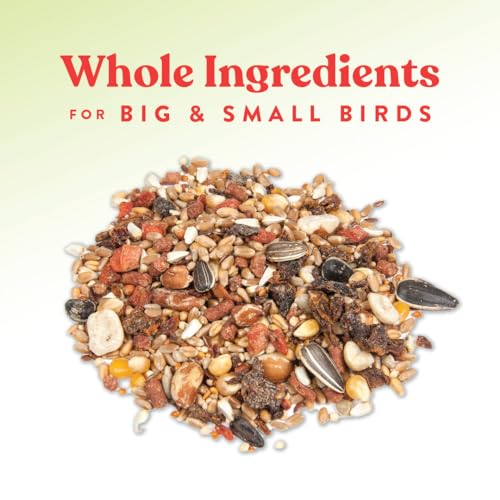 Manna Pro Harvest Delight Poultry Treat, Whole Grain & Seed Mix with Fruits & Vegetables, 14% Protein Snack for Chickens, Ducks & Mixed Flocks, 2.25 lb