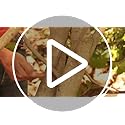 Fiskars Power-Lever Extendable Hedge Shears, Self-Sharpening Serrated Steel Blades for Clean Cuts, Handles Adjust 25"-33" for High Reach, Multiplies Leverage for 2x Power, 10" Blades, Orange/Black