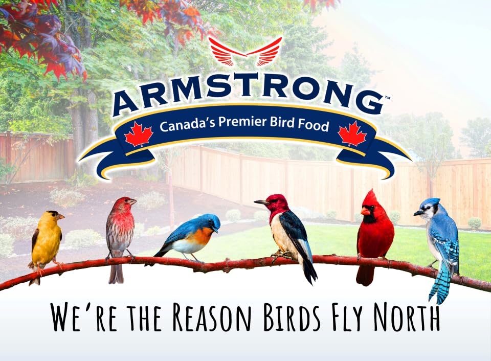 Armstrong Wild Bird Food Black Oil Sunflower Bird Seed, 25 Pounds - for Northern Cardinals, Blue Jays and Hairy Woodpeckers - Ideal for Outside Feeders