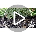 Kaytee Whole Peanuts in Shell for Cardinals, Blue Jays, Woodpeckers and Other Outside Wild Birds, Two 5 Pound Bags
