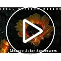 Meagoo Solar Sunflower Lights, 800mA Solar Garden Light with Real Looking Flowers Outdoor Waterproof Solar Stake Lights for Back Yard, Flower Bed, Pathway, Patio, Porch, Spring Decoration (2 Pack)