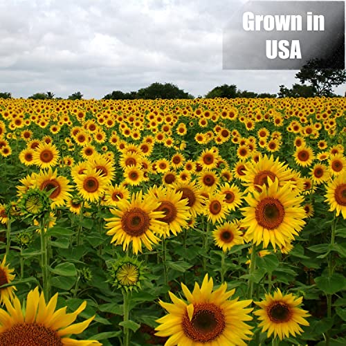 Old Potters Wildlife Black Oil Sunflower Seeds for Birds and Wildlife, Non-GMO & USA Grown on Small Farms (12 lbs)