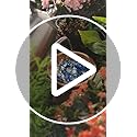 Mellbree Bird Bath Copper Disk, 0.6mm Reinforced 99.99% Pure Copper Cleaning Disk for Physical Safe Clean Water All-Season, Universal Fit for Outdoor Birdbaths, Bowl, Bird Bath Solar