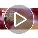 TERRO Fruit Fly Traps for Indoors (4 Pack) + 180 Days of Lure Supply - T2503SR - Lure and Kill Indoor Fruit Flies Near Fruit, Trash Cans, Countertops - Ready to Use Trap - 180 Day Supply