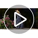 Goodeco Dog Statue with Solar Butterfly - Ideal Gifts for Mom, Dad or Birthdays, Beautifully Crafted Outdoor Decorations to Wow Your Guests
