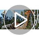 Bird Scare Reflective Tape, 262 Feet per Roll, Double-Sided Reflective, for Repelling Sparrows and Woodpeckers, Suitable for Outdoor Use in Homes, Gardens, Farms, Orchards,Outdoor